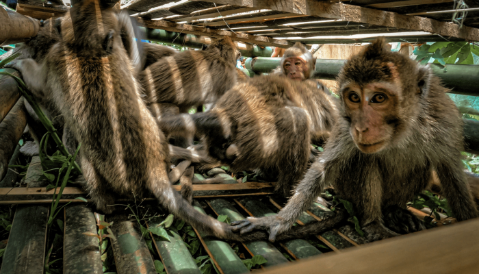 Indonesia Ekspor 1.402 Monyet Liar ke AS pada 2023