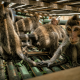 Sekelompok monyet ekor panjang (Macaca fascicularis) yang ditangkap dari alam liar. | Foto: Action for Primates.