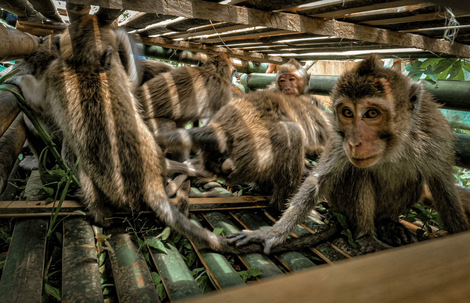 Sekelompok monyet ekor panjang (Macaca fascicularis) yang ditangkap dari alam liar. | Foto: Action for Primates.