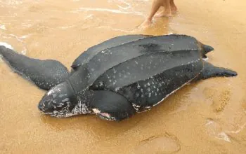 Penyu belimbing yang kehilangan sirip depan sebelah kiri tergulung ombak dan terdampar di pantai. | Foto: PPS Alobi