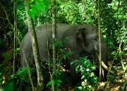 Bersama-sama Mencari Titik Terang Kematian Gajah Rahman