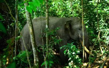 Potret gajah Rahman, gajah jinak asuhan Elephant Flying Squad Balai TNTN. | Foto: Rahmi Carolina/Mongabay Indonesia