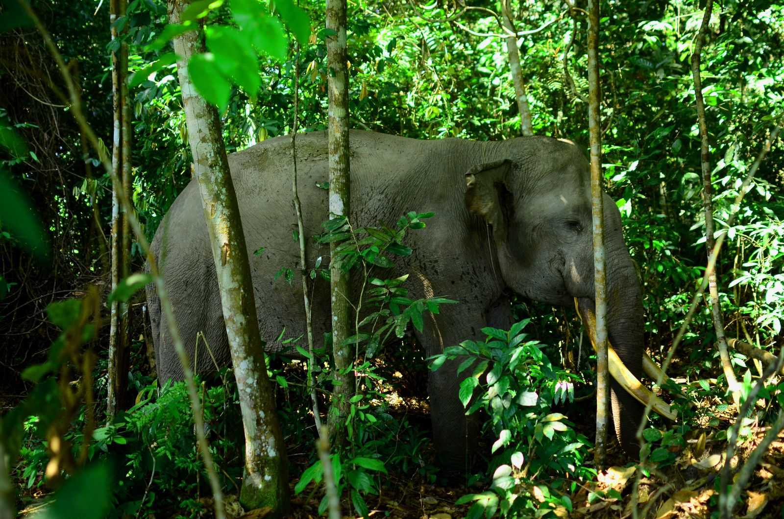 Potret gajah Rahman, gajah jinak asuhan Elephant Flying Squad Balai TNTN. | Foto: Rahmi Carolina/Mongabay Indonesia