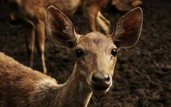 Ilustrasi rusa timor (Cervus timorensis). | Foto: Fayez/Wikimedia Commons