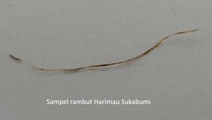 Sampel rambut yang ditemukan di Desa Cipeundeuy, Sukabumi Selatan, Jawa Barat yang diteliti oleh BRIN. | Foto: Laman resmi BRIN