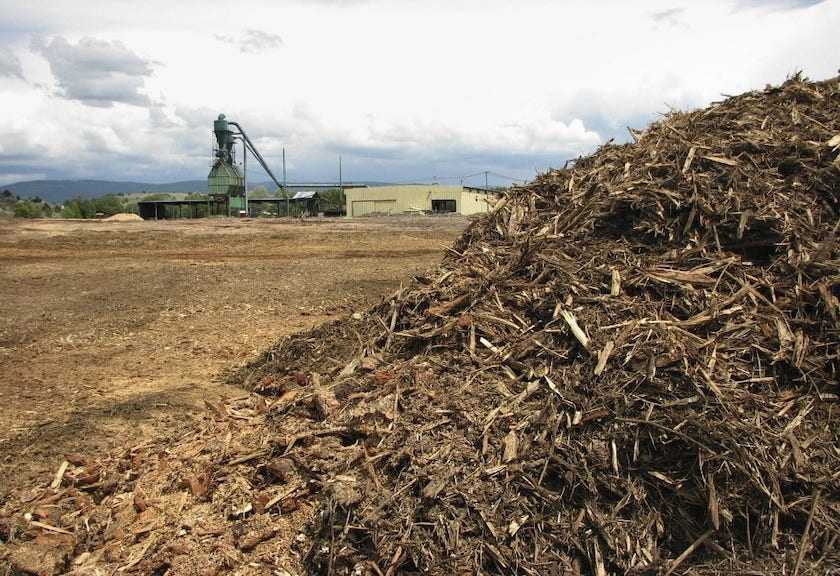 Ini adalah salah satu jenis biomassa yang dicampur dengan batu bara, yang berbentuk cacahan kayu pada PLTU co-firing. | Foto: mightyearth.org