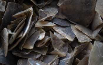 Ilustrasi sisik trenggiling, bagian tubuh satwa liar yang kerap diperdagangkan. | Foto: Ken/Garda Animalia
