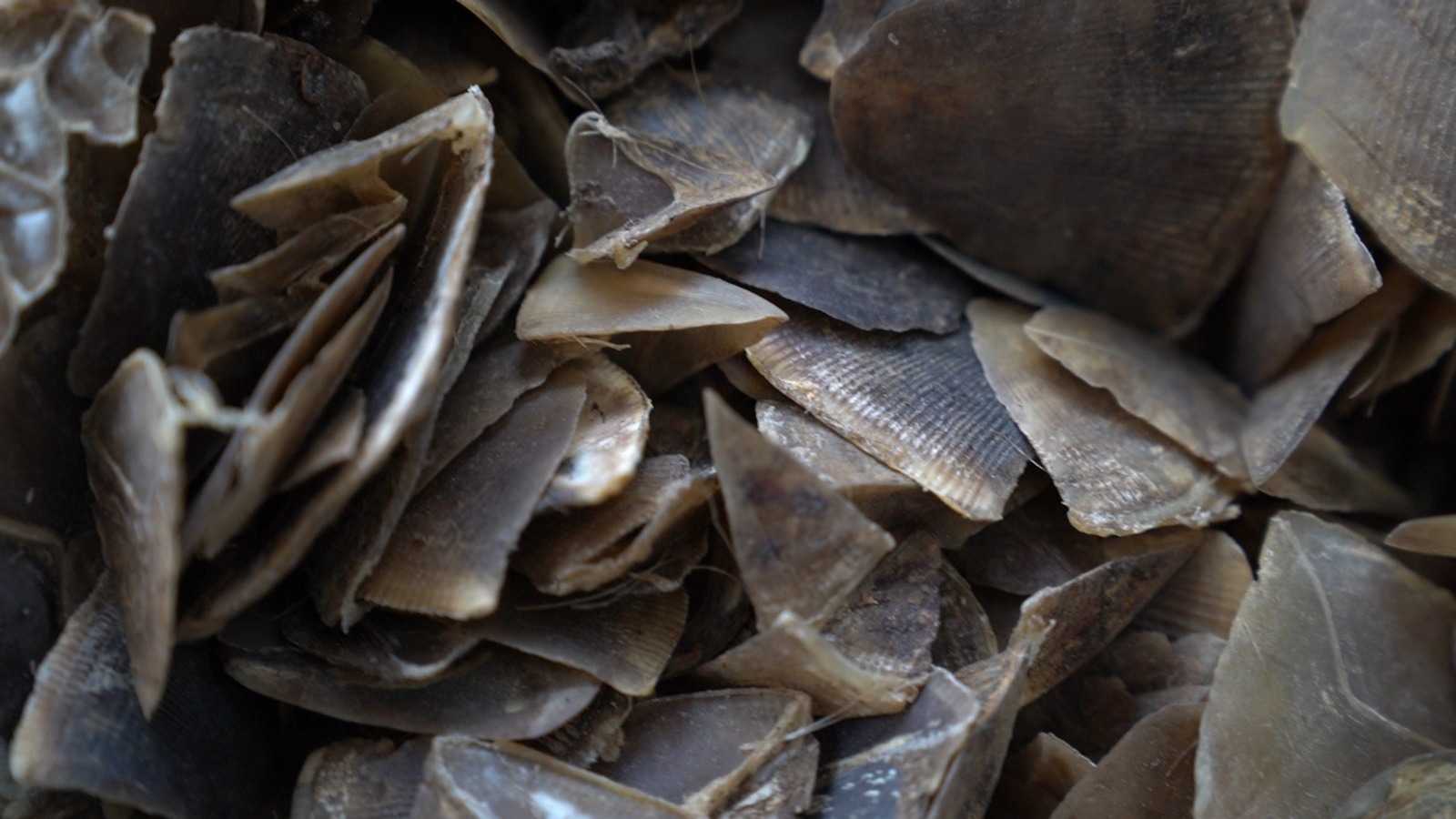 Ilustrasi sisik trenggiling, bagian tubuh satwa liar yang kerap diperdagangkan. | Foto: Ken/Garda Animalia