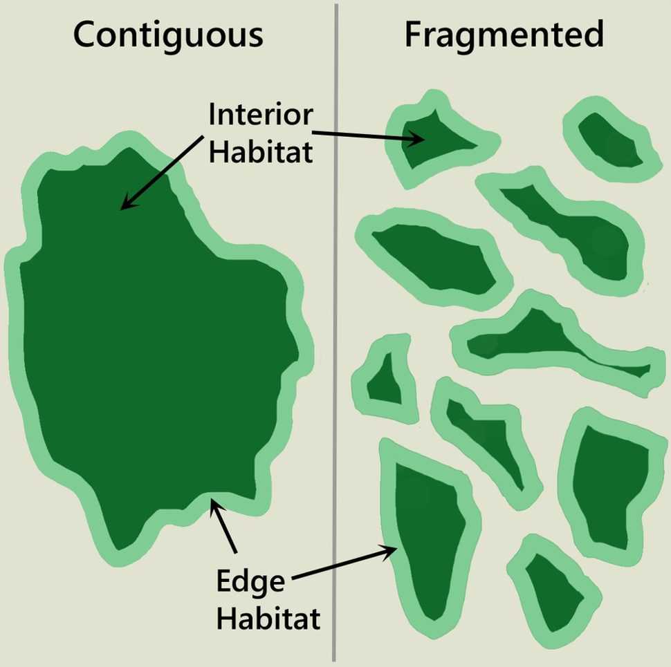 Gambaran terjadinya fragmentasi habitat. | Foto: Canadian Centre for Translational Ecology