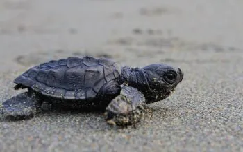 Ilustrasi tukik yang dilepasliarkan. | Foto: Mardili/Garda Animalia