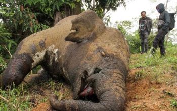 Gajah jantan yang mati kehilangan gading. Satwa malang ini diduga ditembak bius untuk diambil gadingnya. | Foto: Rahmad/Antara Foto
