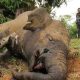 Gajah jantan yang mati kehilangan gading. Satwa malang ini diduga ditembak bius untuk diambil gadingnya. | Foto: Rahmad/Antara Foto