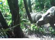Badak jawa (Rhinoceros sondaicus) terekam kamera jebak di Taman Nasional Ujung Kulon. | Foto: KLHK/Detik