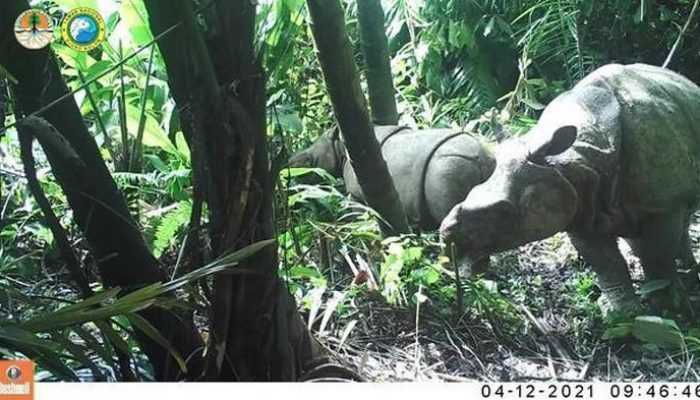 Langgar Tiga Pasal, Pemburu Badak Jawa Dinyatakan Bersalah