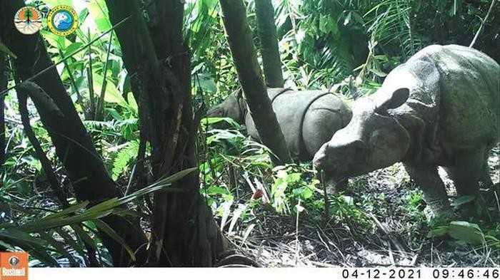 Badak jawa (Rhinoceros sondaicus) terekam kamera jebak di Taman Nasional Ujung Kulon. | Foto: KLHK/Detik
