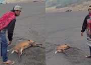Bangkai rusa yang tergeletak di Pasir Berbisik. | Sumber: Warta Bromo