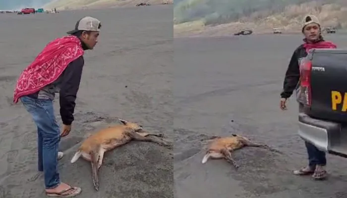 Diserang Ajag, Rusa Liar Tergolek Mati di Pasir Berbisik