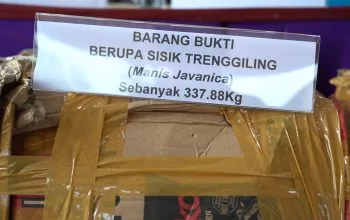 Barang bukti berupa 337,88 kilogram sisik trenggiling yang diperlihatkan petugas saat konferensi pers, 3 November 2023 lalu. | Foto: Ken/Garda Animalia