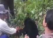 Beruang madu (Helarctos malayanus) berhasil dipindahkan. | Sumber: Istimewa/Riau Online