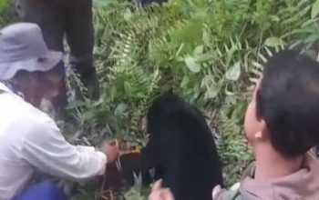 Beruang madu (Helarctos malayanus) berhasil dipindahkan. | Sumber: Istimewa/Riau Online