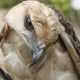 Elang brontok yang diamankan dalam kondisi luka sayap dan kehujanan. | Foto: Mardili/Garda Animalia