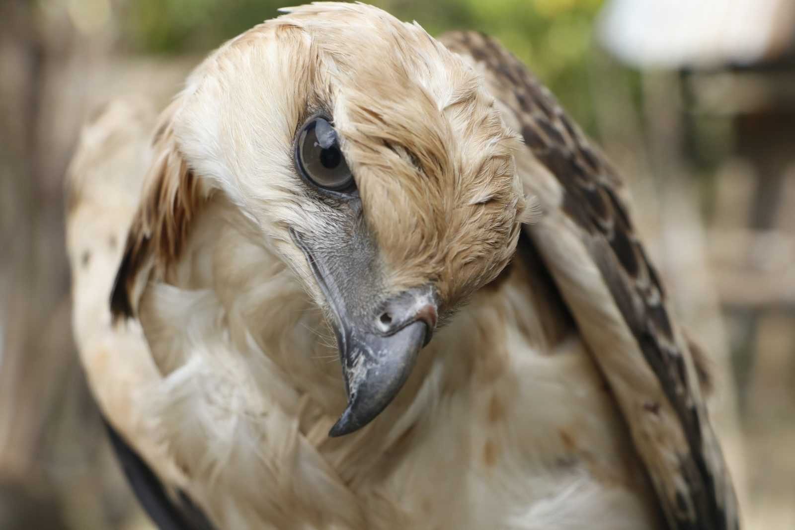 Elang brontok yang diamankan dalam kondisi luka sayap dan kehujanan. | Foto: Mardili/Garda Animalia