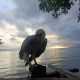 Burung elang-laut perut putih akhirnya dapat kembali terbang bebas. | Sumber: Pos-Kupang/HO