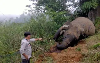 Bangkai gajah sumatera (Elephas maximus sumatranus) liar yang ditemukan mati tanpa gading di Kabupaten Aceh Utara pada 24 Maret 2024 lalu. | Foto: Subsektor Nisam Antara diunduh dari AcehEkspress