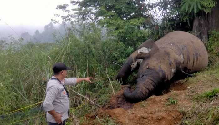 Sampel Gajah Mati di Aceh Utara akan Diuji Lab