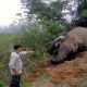 Bangkai gajah sumatera (Elephas maximus sumatranus) liar yang ditemukan mati tanpa gading di Kabupaten Aceh Utara pada 24 Maret 2024 lalu. | Foto: Subsektor Nisam Antara diunduh dari AcehEkspress