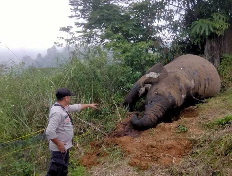 Bangkai gajah sumatera (Elephas maximus sumatranus) liar yang ditemukan mati tanpa gading di Kabupaten Aceh Utara pada 24 Maret 2024 lalu. | Foto: Subsektor Nisam Antara diunduh dari AcehEkspress