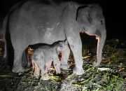 Gajah Sumatra: si Kecil Penghuni Baru PKG Riau