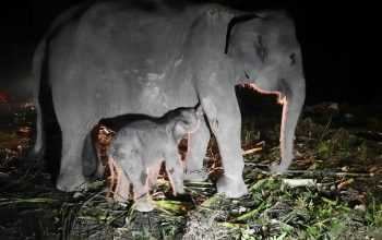 Induk dan anak gajah sumatra yang lahir di PKG Provinsi Riau. | Sumber: Siti Nurbaya Bakar/X