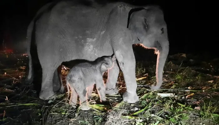 Gajah Sumatra: si Kecil Penghuni Baru PKG Riau