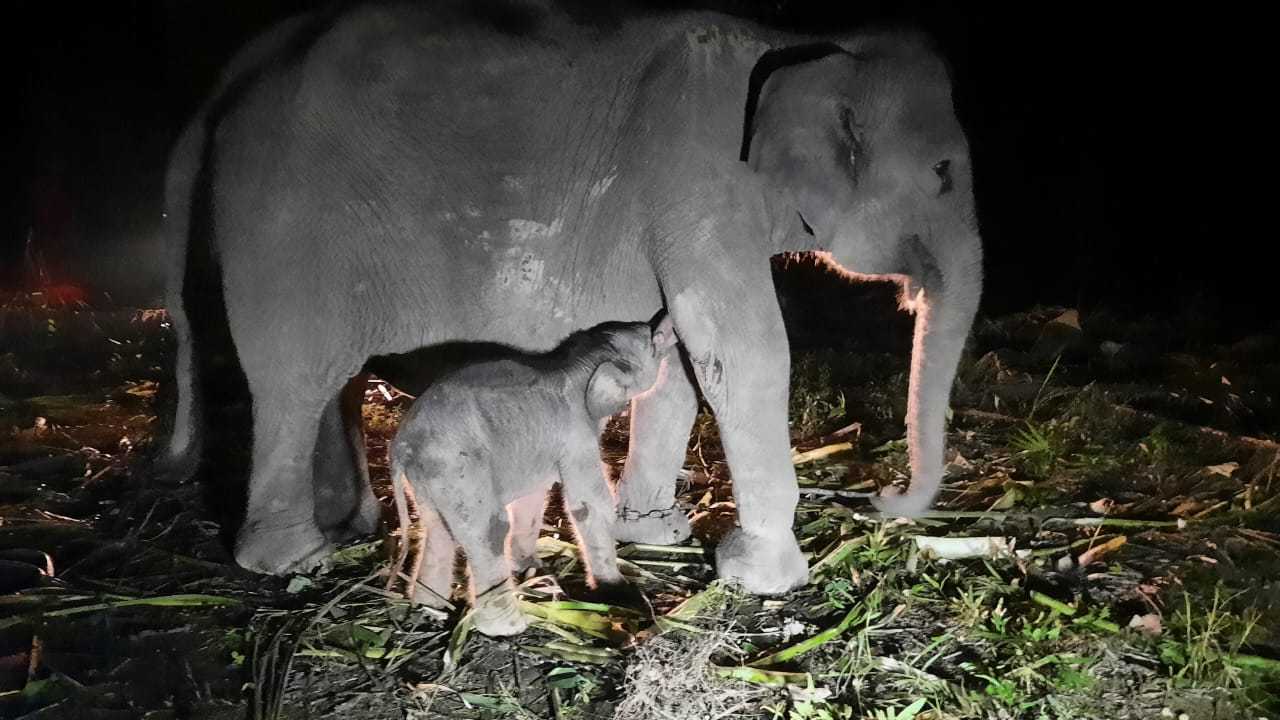 Induk dan anak gajah sumatra yang lahir di PKG Provinsi Riau. | Sumber: Siti Nurbaya Bakar/X