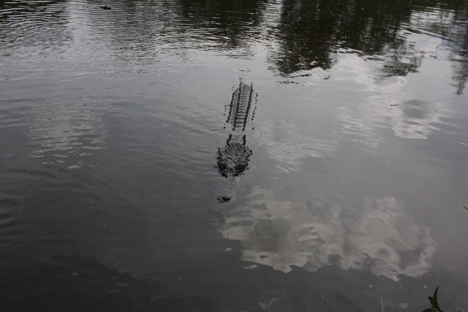 Ilustrasi buaya muara (Crocodylus porosus). | Foto: Finlan A/Garda Animalia
