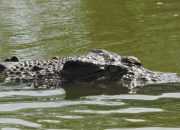 Ilustrasi buaya muara (Crocodylus porosus). | Foto: Bayu Nanda/Garda Animalia