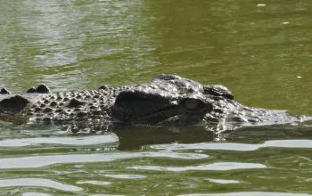 Ilustrasi buaya muara (Crocodylus porosus). | Foto: Bayu Nanda/Garda Animalia