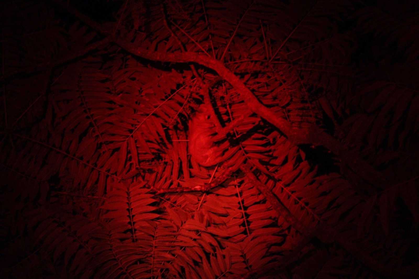 Mengamati aktivitas kukang jawa menggunakan senter dengan pijar merah. | Foto: Little Fireface Project
