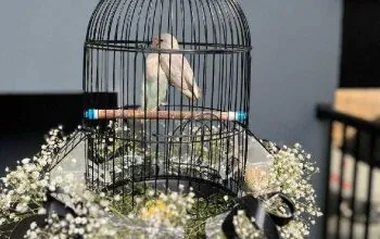 Sepasang lovebird yang dikirimkan sebagai parsel. | Sumber: Isitmewa/Tempo