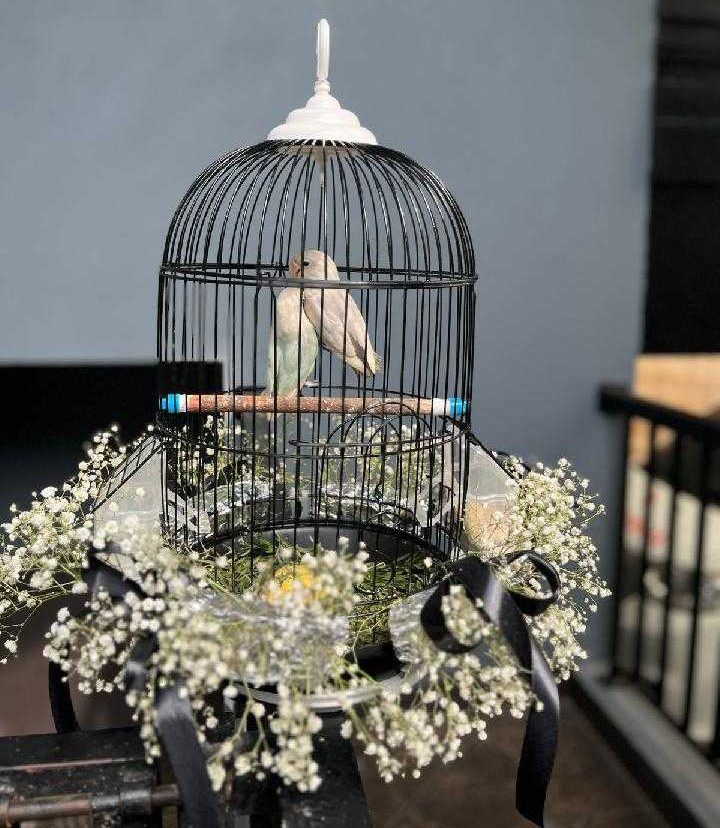 Sepasang lovebird yang dikirimkan sebagai parsel. | Sumber: Isitmewa/Tempo