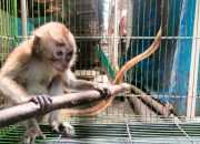 Monyet ekor panjang (Macaca fascicularis). | Foto: Liana Dee