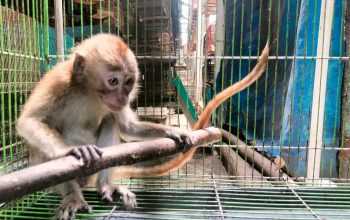 Kelakuan Pemerintah dan Industri Vaksin Bikin Monyet Terancam Punah