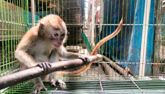 Kelakuan Pemerintah dan Industri Vaksin Bikin Monyet Terancam Punah