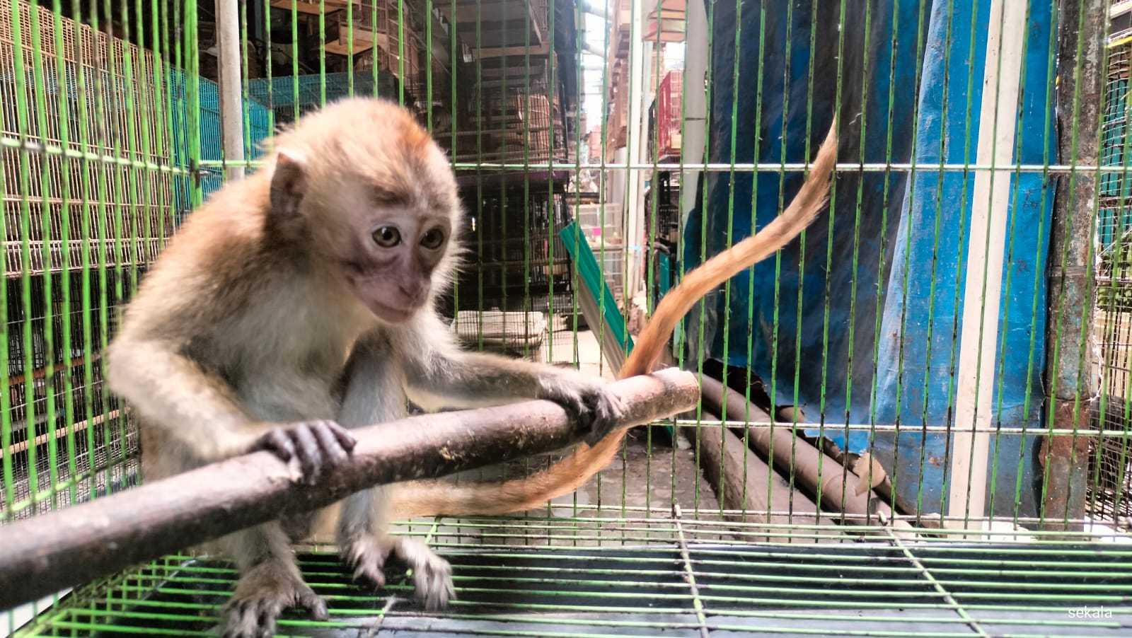 Monyet ekor panjang (Macaca fascicularis). | Foto: Liana Dee