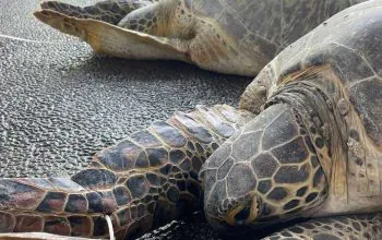 Penyu yang diselamatkan dari upaya perdagangan. | Foto: BKSDA Bali