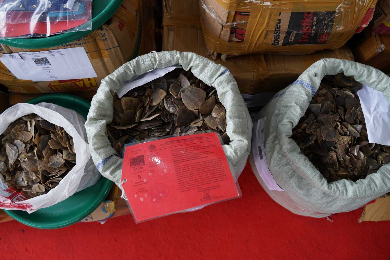Puluhan kilogram sisik trenggiling (Manis javanica) yang diperdagangkan oleh Budiyanto dan Adrianus Nyabang. | Foto: Ken/Garda Animalia