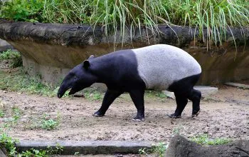 Ilustrasi tapir (Tapirus indicus). | Foto: Tenny/Wikimedia Commons