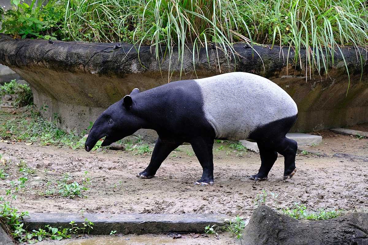 Ilustrasi tapir (Tapirus indicus). | Foto: Tenny/Wikimedia Commons