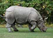 Ilustrasi badak jawa (Rhinoceros sondaicus). | Foto: KSDAE